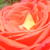 Narančasta - Čajevke - Queen of Roses®